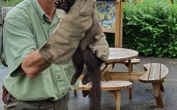 Comment de débarrasser des fouines